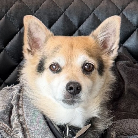 vinniedog12